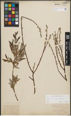 Foto von Salix purpurea L. x Salix repens L.
